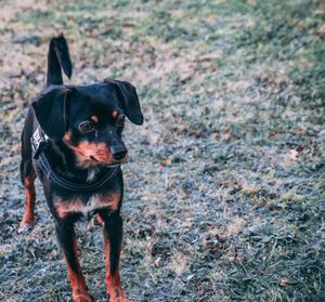 Portrait of black dog standing outdoors