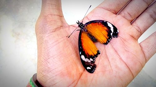 Close-up of butterfly on hand