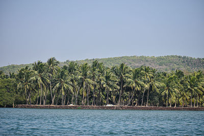 Scenic view of palm trees against clear sky