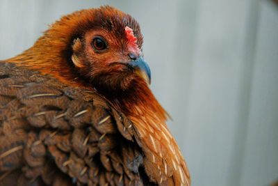 Close-up of a bird looking away