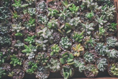 Full frame shot of succulent plants