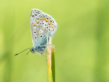 Close-up of butterfly