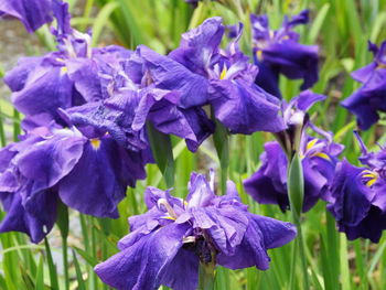 Close-up of purple flowering plants