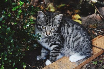 Portrait of tabby kitten