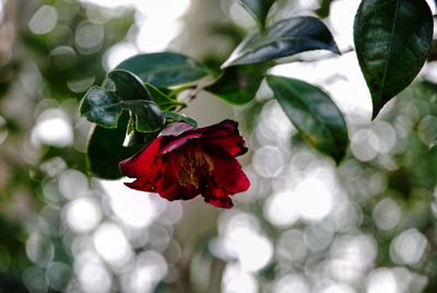 Close-up of red rose plant