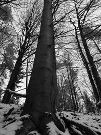 Low angle view of bare trees on snow covered land