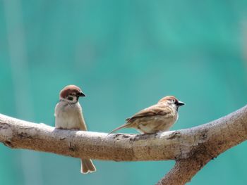 Close-up of bird perching on branch