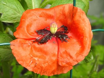 Close-up of wet hibiscus blooming outdoors
