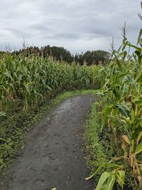 Plants growing on field against sky