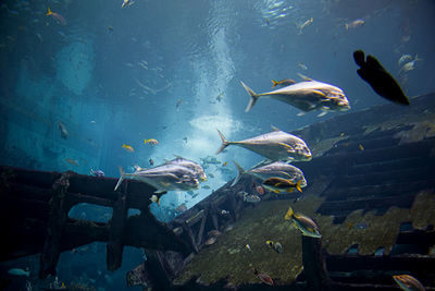 Fish swimming in aquarium