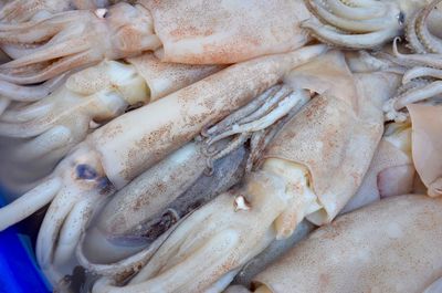 Close-up of squids in crate