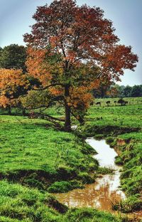 Scenic view of trees in park