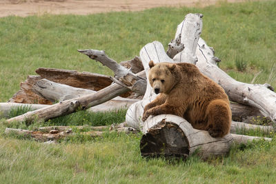 Lion sitting on wood in field
