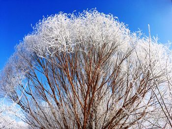 Low angle view of bare tree against clear blue sky