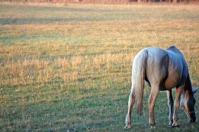 Horse standing in a field