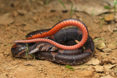 Close-up of lizard on the ground