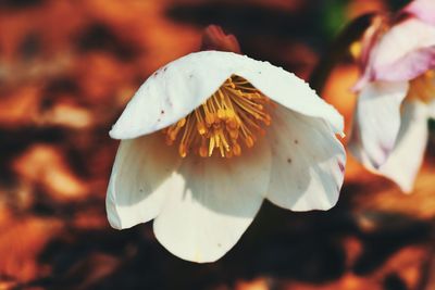 Close-up of white flowering plant