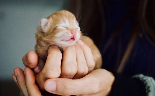 Close-up of hand holding cat