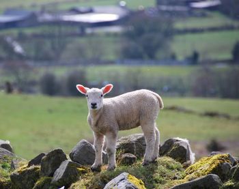 Sheep standing on rock