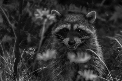 Close-up portrait of a raccoon with daisies