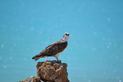 Close-up of eagle perching on blue sea against sky