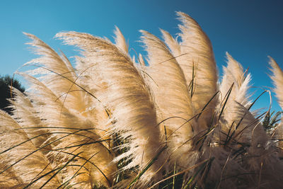 Low angle view of fresh plants on field against sky