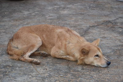 High angle view of dog sleeping on footpath