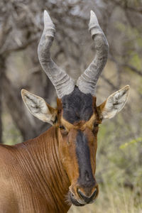 A hartebeest in etosha, a national park of namibia