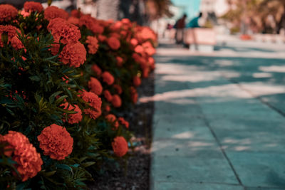 Close-up of red flowering plants on footpath