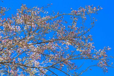 Low angle view of flowering tree against blue sky