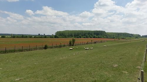 Scenic view of agricultural field against sky