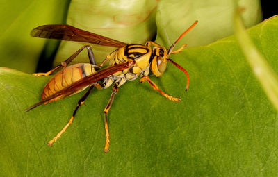 Close-up of insect on leaf