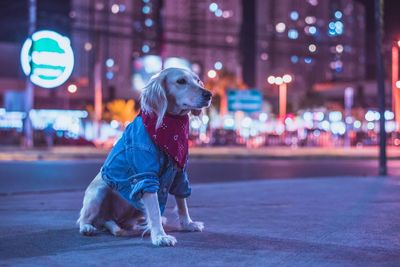 Dog looking away on road at night