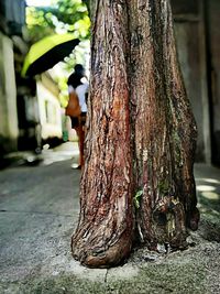 Close-up of tree trunk