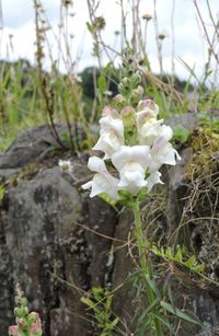 Close-up of white flowers blooming in field