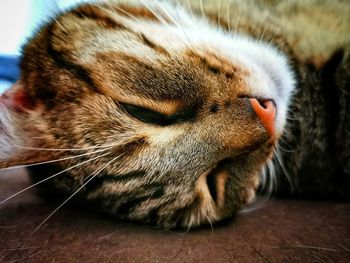 Close-up of a cat with eyes closed