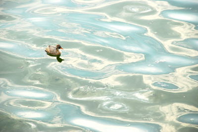 High angle view of duck swimming in lake