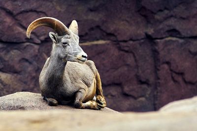 Close-up of ibex sitting on rock