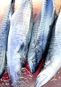 Close-up of fish for sale in market