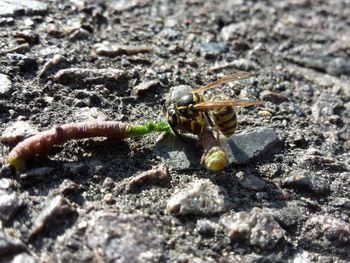 Close-up of crab on ground