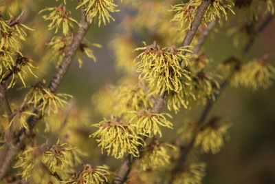 Close-up of pine tree leaves