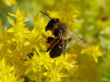 Close-up of bee pollinating on yellow flower