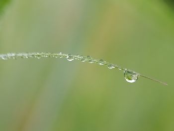 Close-up of water drops on plant during rainy season