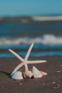 Close-up of seashell on beach