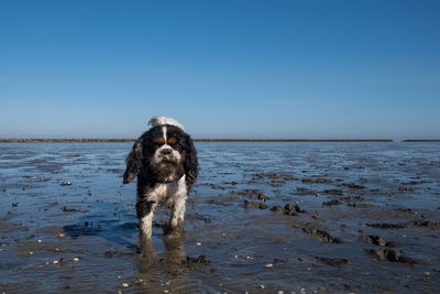 Dog on the beach