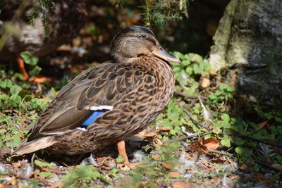 Close-up of mallard duck on field