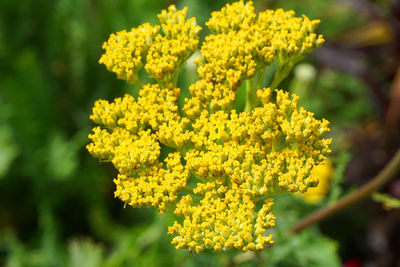 Close-up of yellow flower