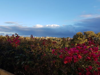 Pink flowers blooming by sea against sky