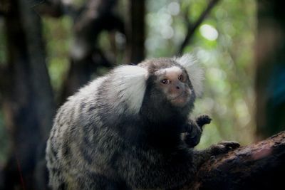 Close-up of common marmoset on branch at zoo