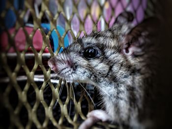 Close-up of an animal looking away